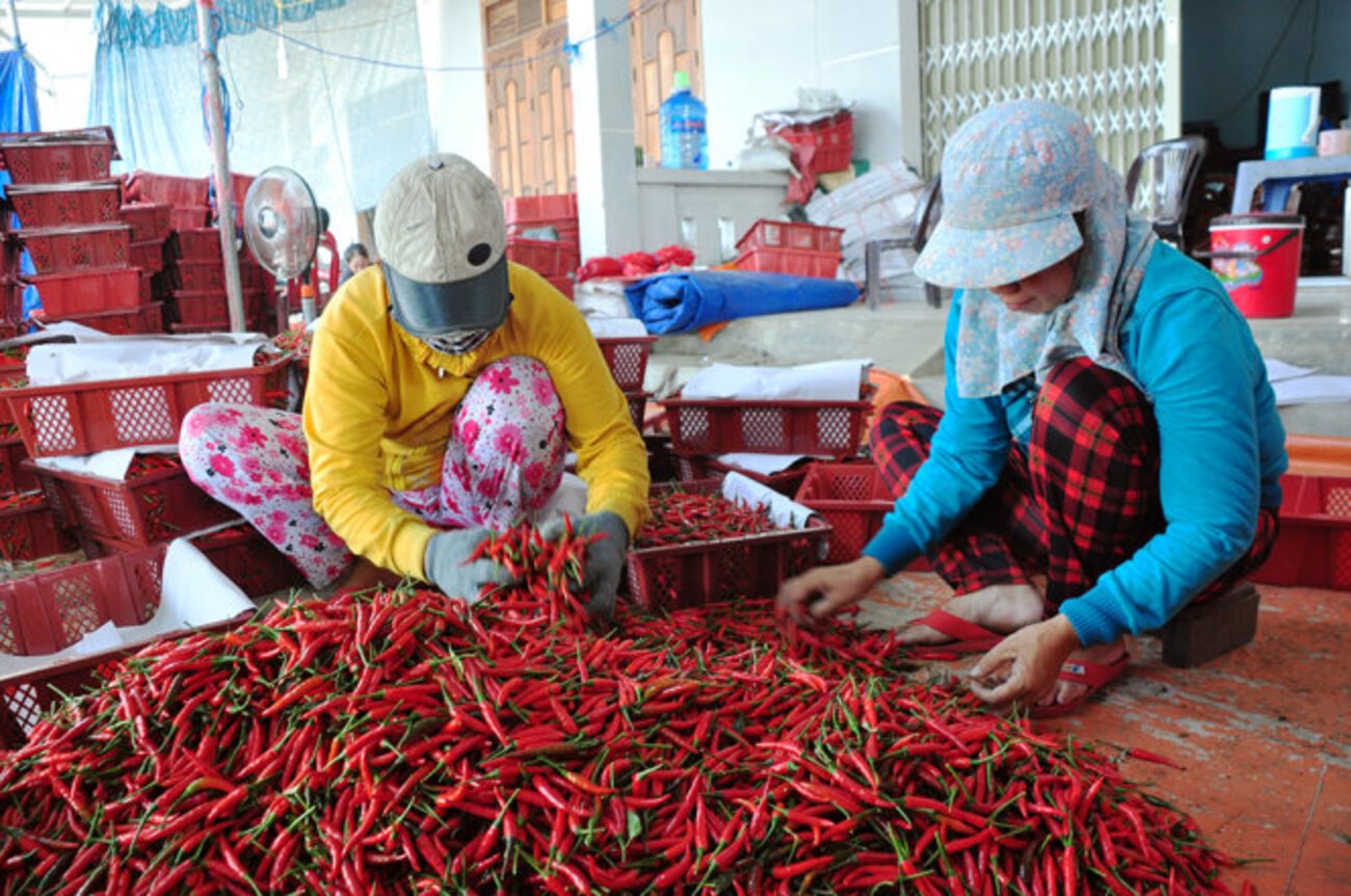Tuân thủ quy định về kiểm dịch để xuất khẩu ớt sang Trung Quốc