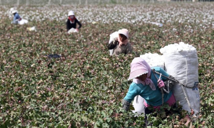 Nông dân hái bông trên những cánh đồng trong mùa thu hoạch ở Hami, Tân Cương phía tây bắc Trung Quốc 